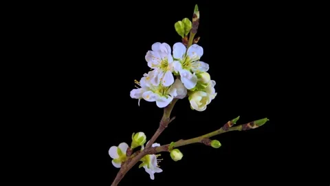 Apricot flowers open in time-lapse mode. Blossoming apricot branch. Time lapse. Stock Footage 237191139