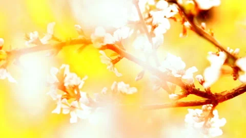 Apricot flowers on sunset background Stock Footage 127974547
