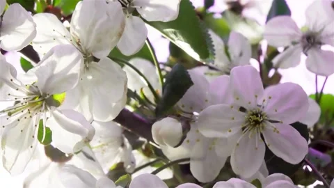 Apricot flowers on sunset background Stock Footage 154017590
