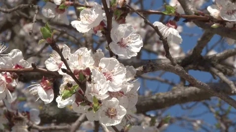 Apricot Stockbeeldmateriaal 7096352