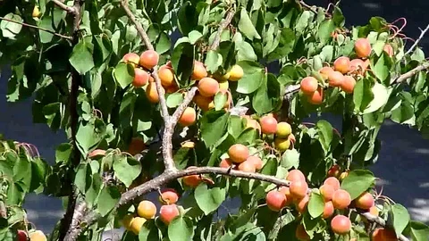 Apricot Stock Footage 84113677