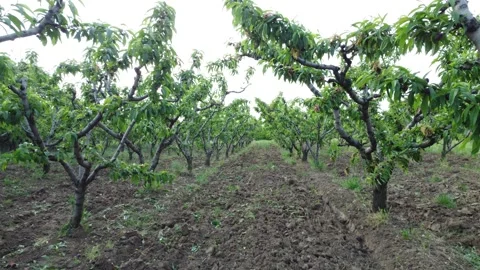 Apricot Stock Footage 256716782