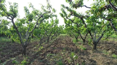 Apricot Stock Footage 256797324