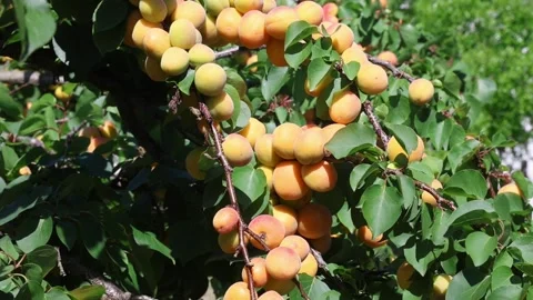 Apricot Stock Footage 309682634
