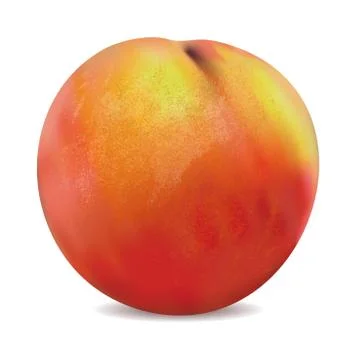 Apricot fruit isolated on the white background vector. Stock Illustration