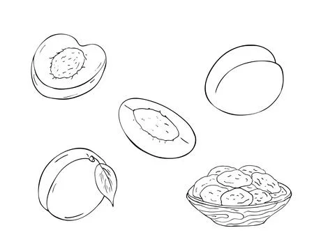 Apricot fruit set. Hand drawn isolated illustration on white.   Whole apric.. Stock Illustration