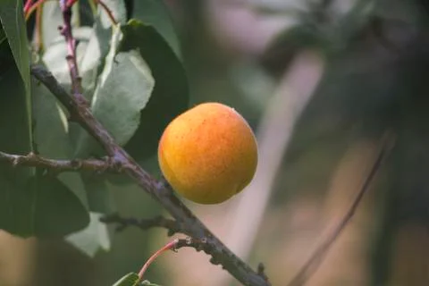 Apricot fruit on the tree Stock Photos