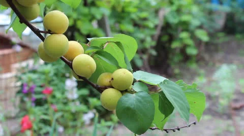 Apricot fruits Stock Footage 25779596