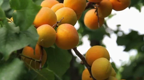 Apricot harvest Vidéo 8645819