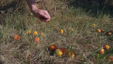 Apricot harvest process. Hand picking berries on a summer day Video stock 237258772