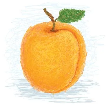 Apricot Stock Illustration