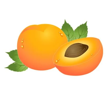 Apricot Stock Illustration