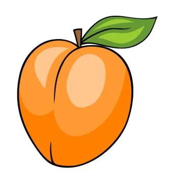 Apricot Stock Illustration