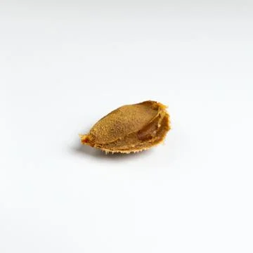 Apricot kernel close-up on a white table Stock Photos