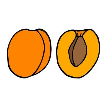 Apricot with kernel. Hand drawn outline doodle icon. Colorful isolated  Stock Illustration