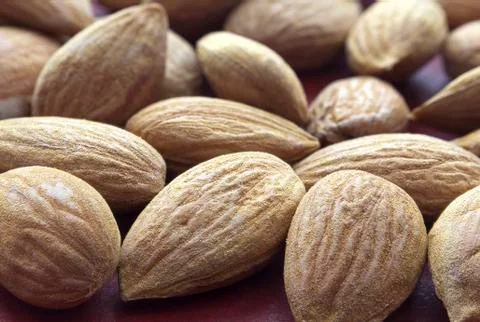 Apricot kernel Stock Photos