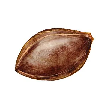 Apricot kernel watercolor. apricot kernel watercolor. Hand drawn fruit kernel Stock Illustration