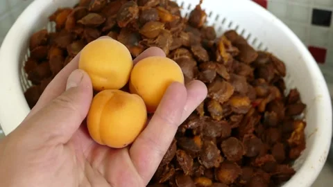 Apricot kernels, apricot kernels in pharmaceutical production, a large amou.. 스톡 동영상 224733666