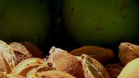 Apricot kernels, pears, macro, fruits, summer, food health, Ukraine. Stock Footage 281496414