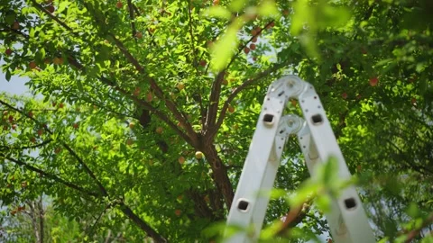 Apricot laden fruit tree with foldable aluminum ladder in sun Stock Footage 327013631