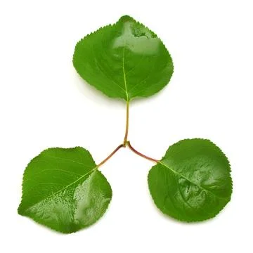 Apricot leaf isolated on white background. Flat lay, top view Stock Photos