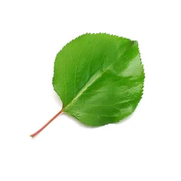 Apricot leaf isolated on white background. Flat lay, top view Stock Photos