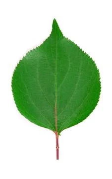 Apricot leaf. Stock Photos