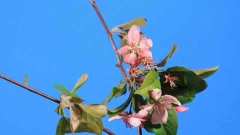 Apricot leaves develop in early spring in time lapse, 4K. Stock Footage 112249241