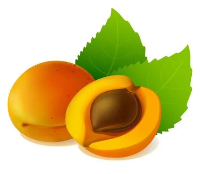 Apricot with leaves Stock Illustration