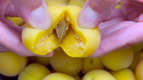 Apricot opening. Apricot kernel. Summer fruit harvest season. Stock Footage 201617492