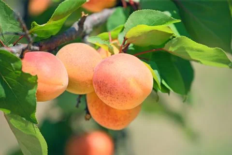 Apricot 库存照片