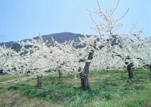 Apricot Stock Photos