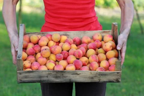 Apricot Stock Photos