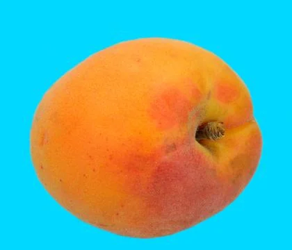 Apricot Stock Photos