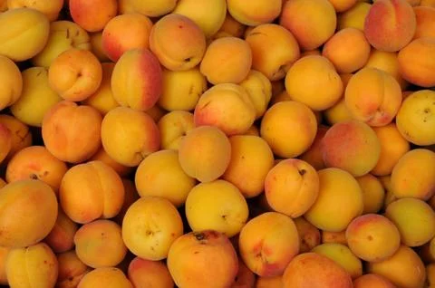 Apricot Stock Photos