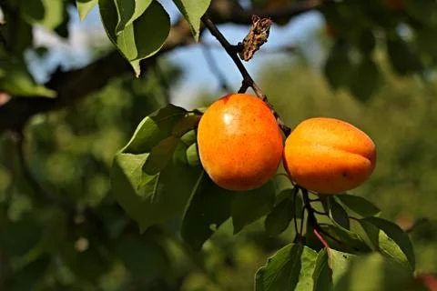Apricot Stock Photos