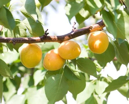 Apricot Stock Photos