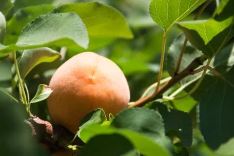 Apricot Stock-Fotos
