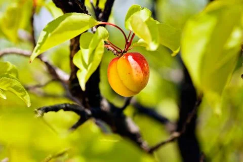 Apricot Foto stock gratuite