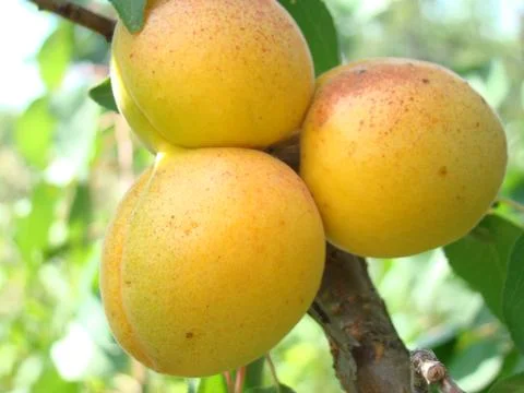 Apricot Stock Photos