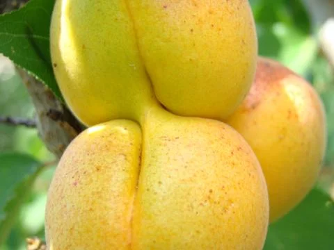 Apricot Stock Photos