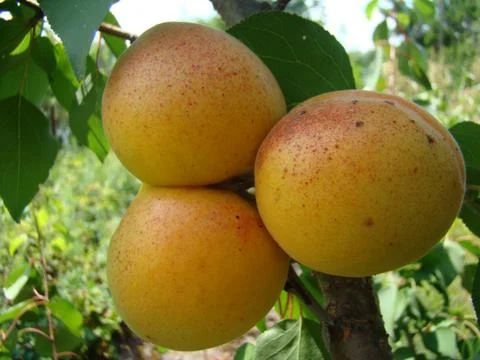 Apricot 스톡 사진