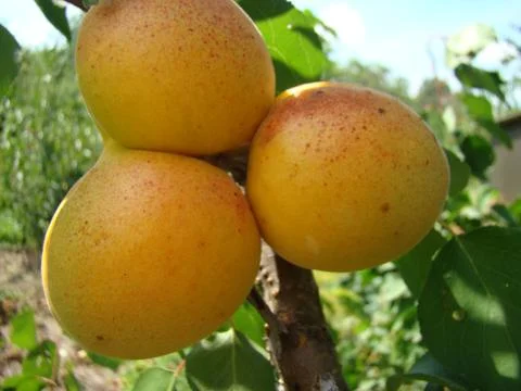 Apricot Stock Photos