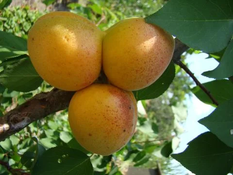 Apricot Stock-Fotos