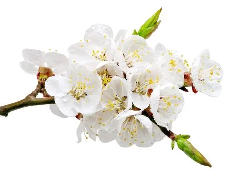 Apricot. Stock Photos