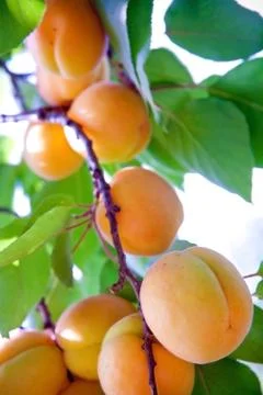 Apricot 스톡 사진