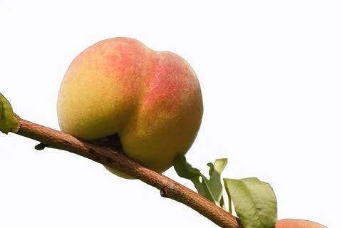 Apricot Stock Photos