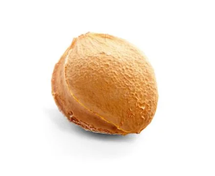 Apricot pip. Stock Photos