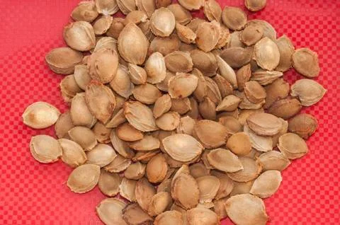 Apricot pits Stock-Fotos