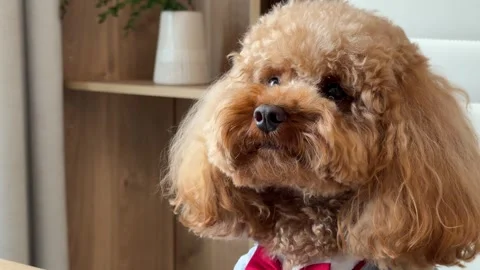 Apricot poodle attention sequence in cozy home interior Stock Footage 338057619